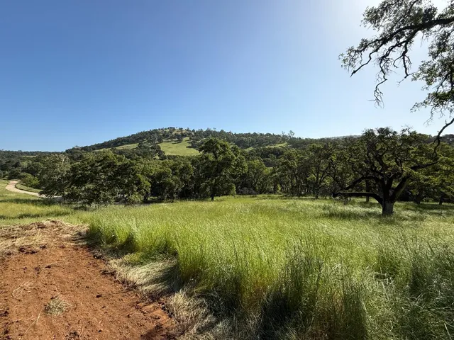 a view of a lush green space