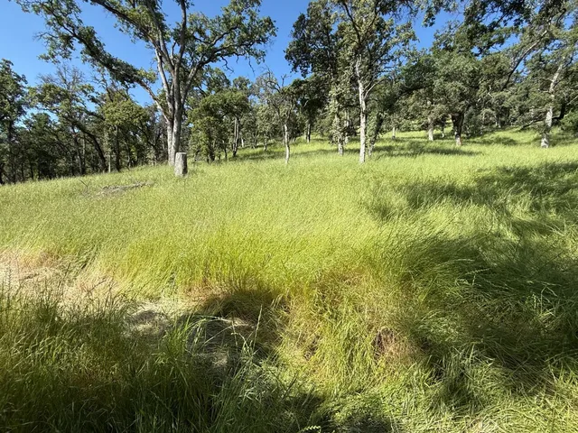 a view of a green yard with large trees