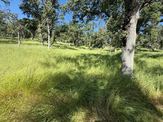 a view of lush green forest