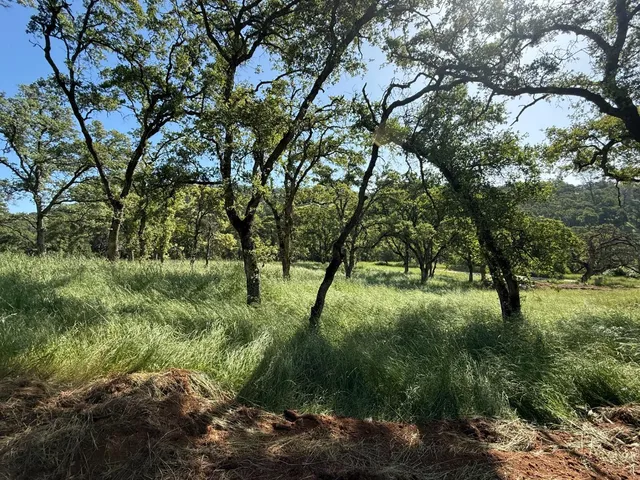 a big yard with lots of green space