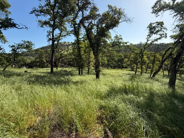 a view of outdoor space with green field and trees