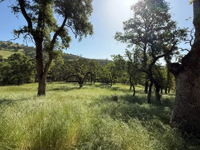 a big yard with lots of green space and trees