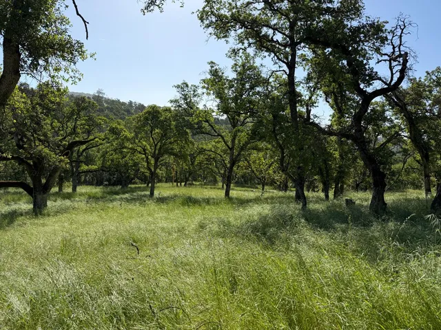 a big yard with lots of green space and deers