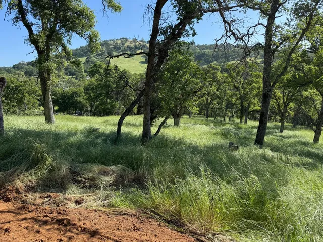 a big yard with lots of green space and deers
