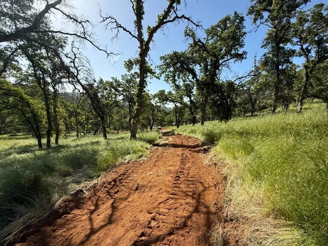 a view of a tree in the middle of a yard