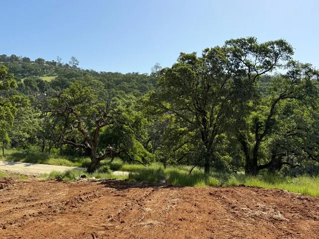 a view of a yard with plants and large trees
