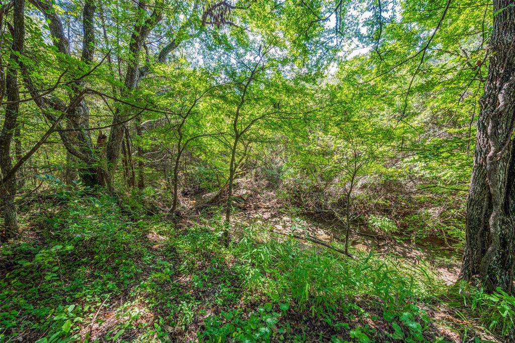 a view of a lush green forest