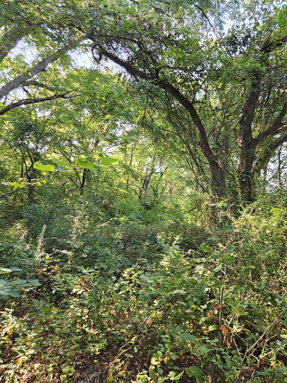 347 Copper Branch Road Whitesboro, TX 76273 - Photo 18 of 38 a view of a tree in a yard