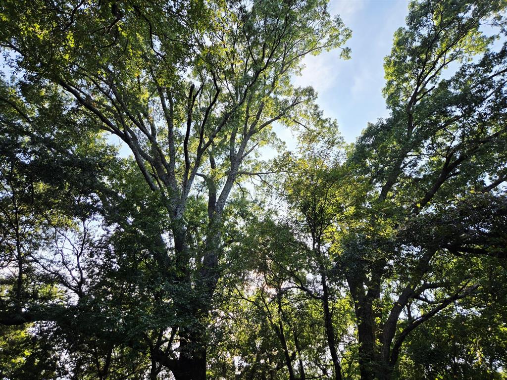 347 Copper Branch Road Whitesboro, TX 76273 - Photo 19 of 38 a view of tree