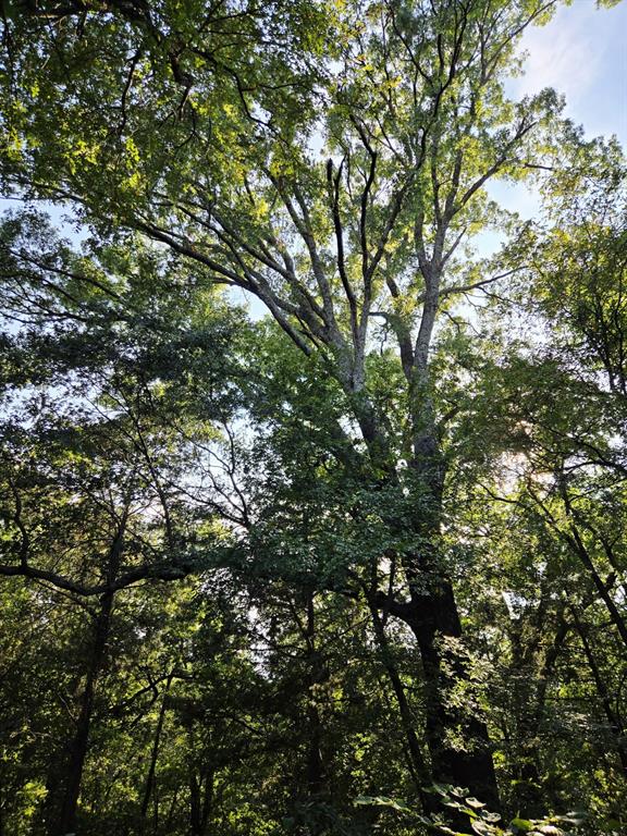 347 Copper Branch Road Whitesboro, TX 76273 - Photo 20 of 38 a view of tree