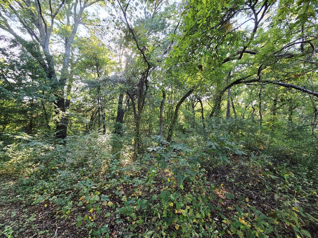 347 Copper Branch Road Whitesboro, TX 76273 - Photo 23 of 38 a view of a lush green forest