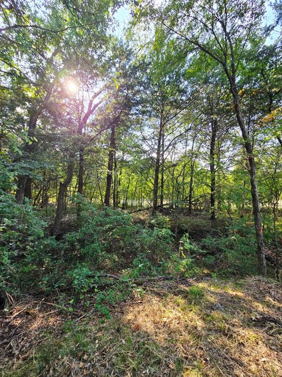 347 Copper Branch Road Whitesboro, TX 76273 - Photo 26 of 38 a view of outdoor space and trees