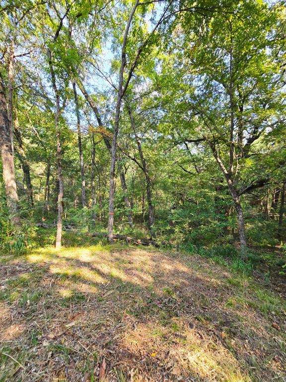347 Copper Branch Road Whitesboro, TX 76273 - Photo 29 of 38 a view of a yard with a tree