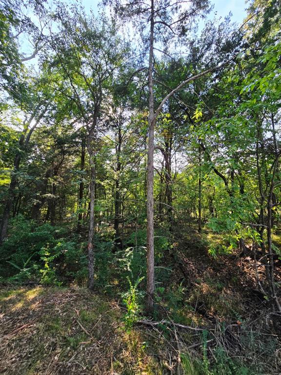 347 Copper Branch Road Whitesboro, TX 76273 - Photo 31 of 38 a view of a forest with trees in the background