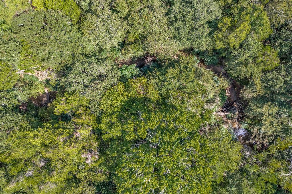 347 Copper Branch Road Whitesboro, TX 76273 - Photo 6 of 38 a view of a lush green forest with a tree