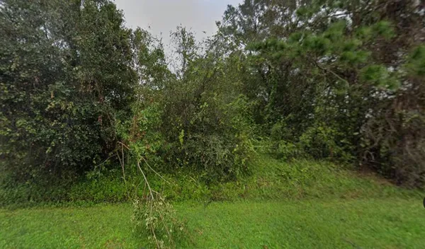 a view of a lush green forest