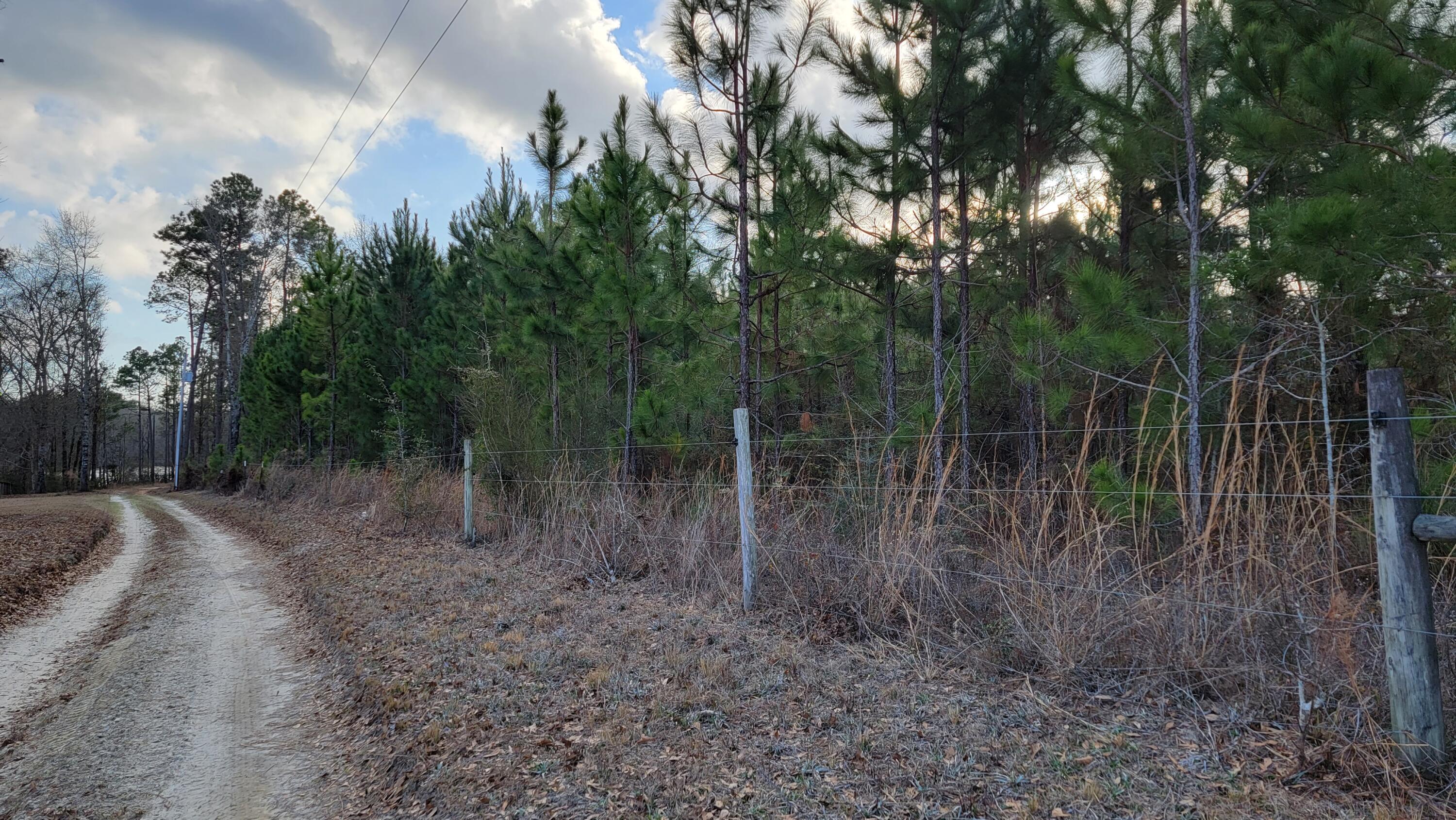 Xxx Red Barrow Road Baker, FL 32531 - Photo 5 of 17 a view of a yard with trees in front of it