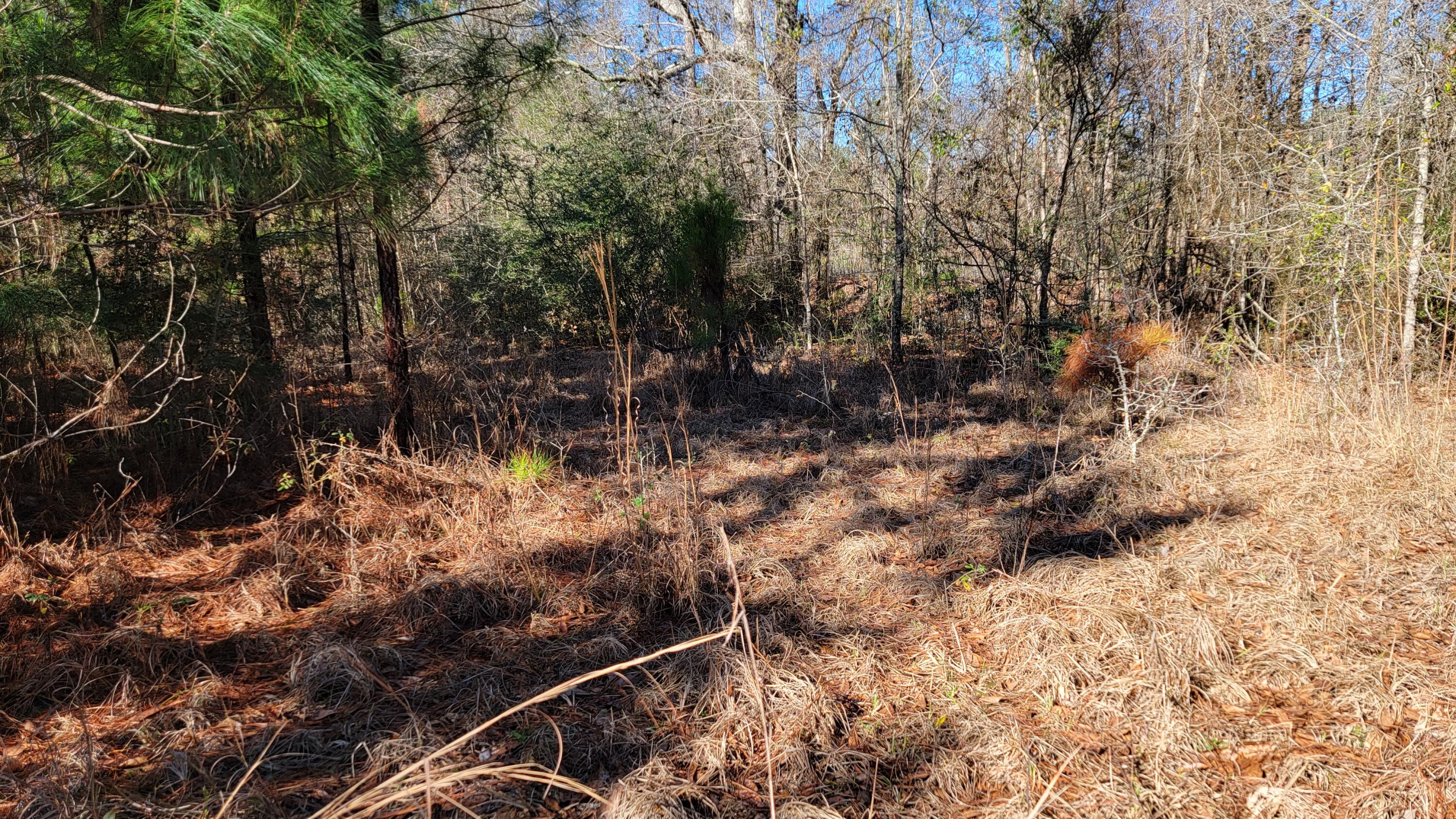 Xxx Red Barrow Road Baker, FL 32531 - Photo 6 of 17 a view of a forest with a tree