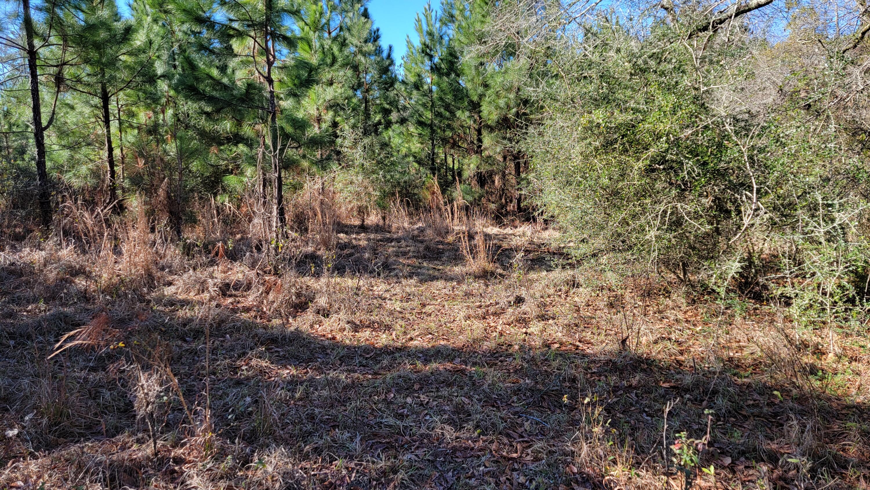 Xxx Red Barrow Road Baker, FL 32531 - Photo 7 of 17 a view of a forest with trees
