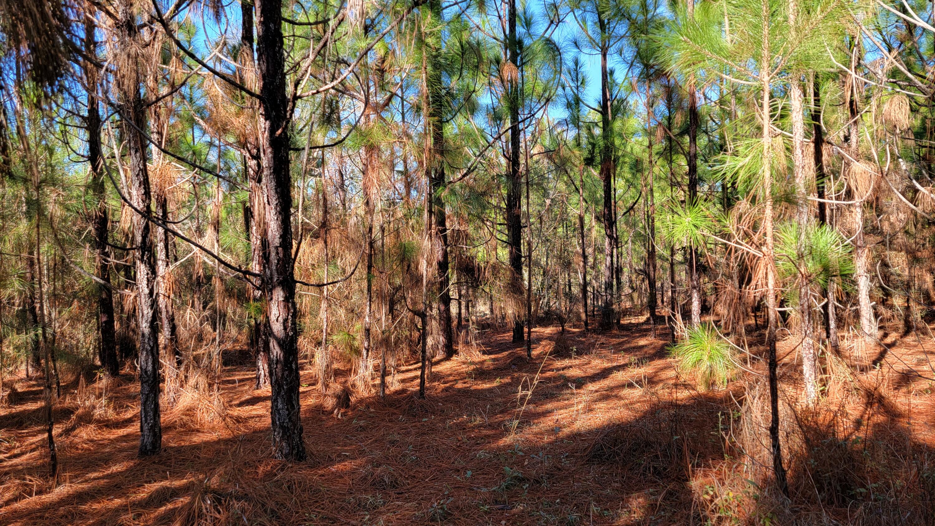 Xxx Red Barrow Road Baker, FL 32531 - Photo 9 of 17 a view of yard