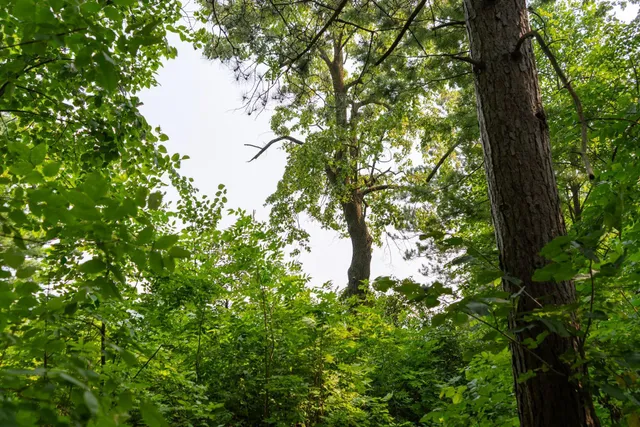 $136,000 | Lot 1 Turtle Lake Drive Northwest, Walker, MN 56484