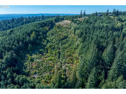 a view of a big yard with plants and large trees