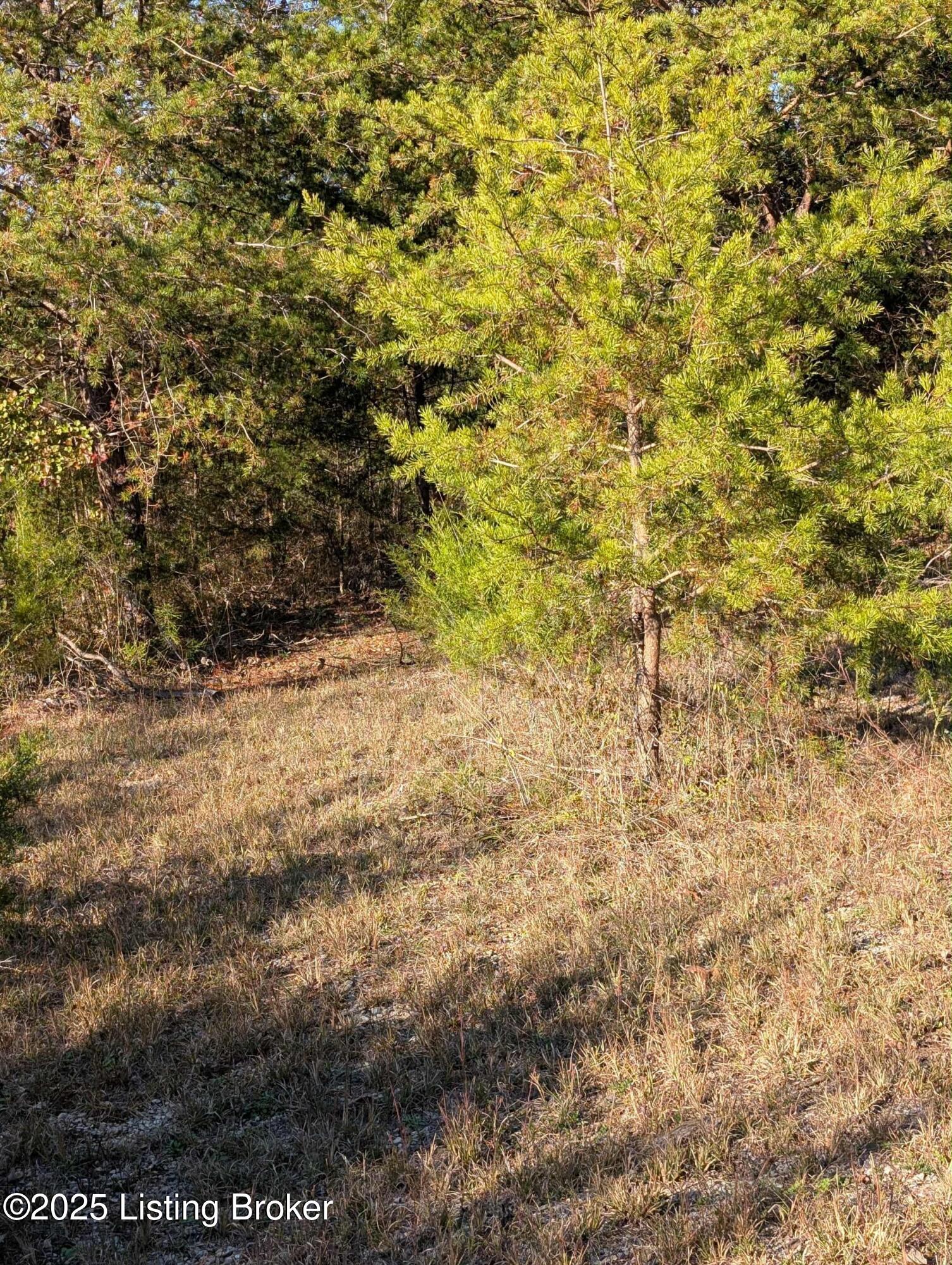 600 Harper Valley Road Cave City, KY 42127 - Photo 50 of 57 harper valley land5