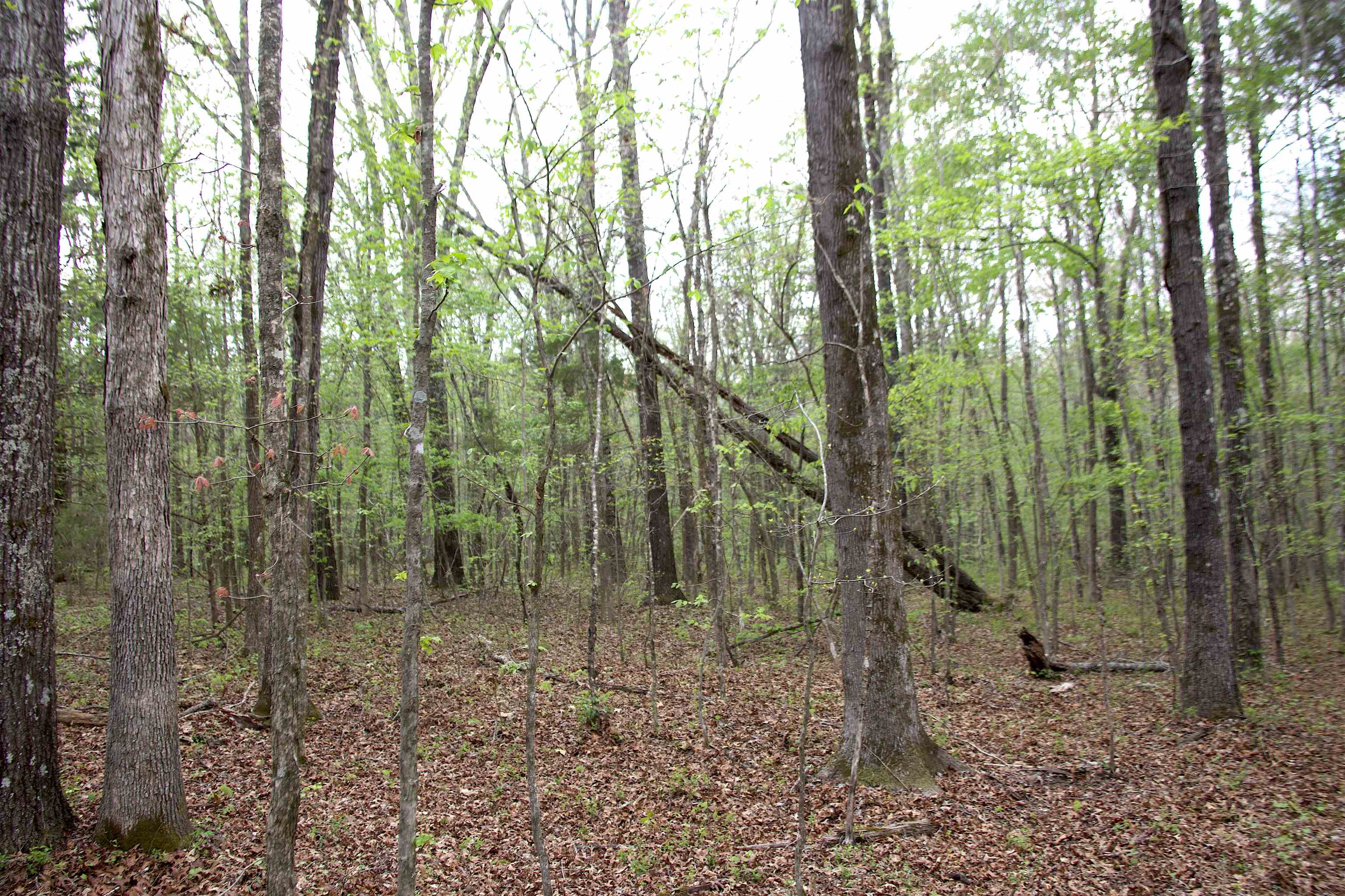 2787 Bryan Road Michigan City, MS 38647 - Photo 14 of 19 a view of a forest that has large trees