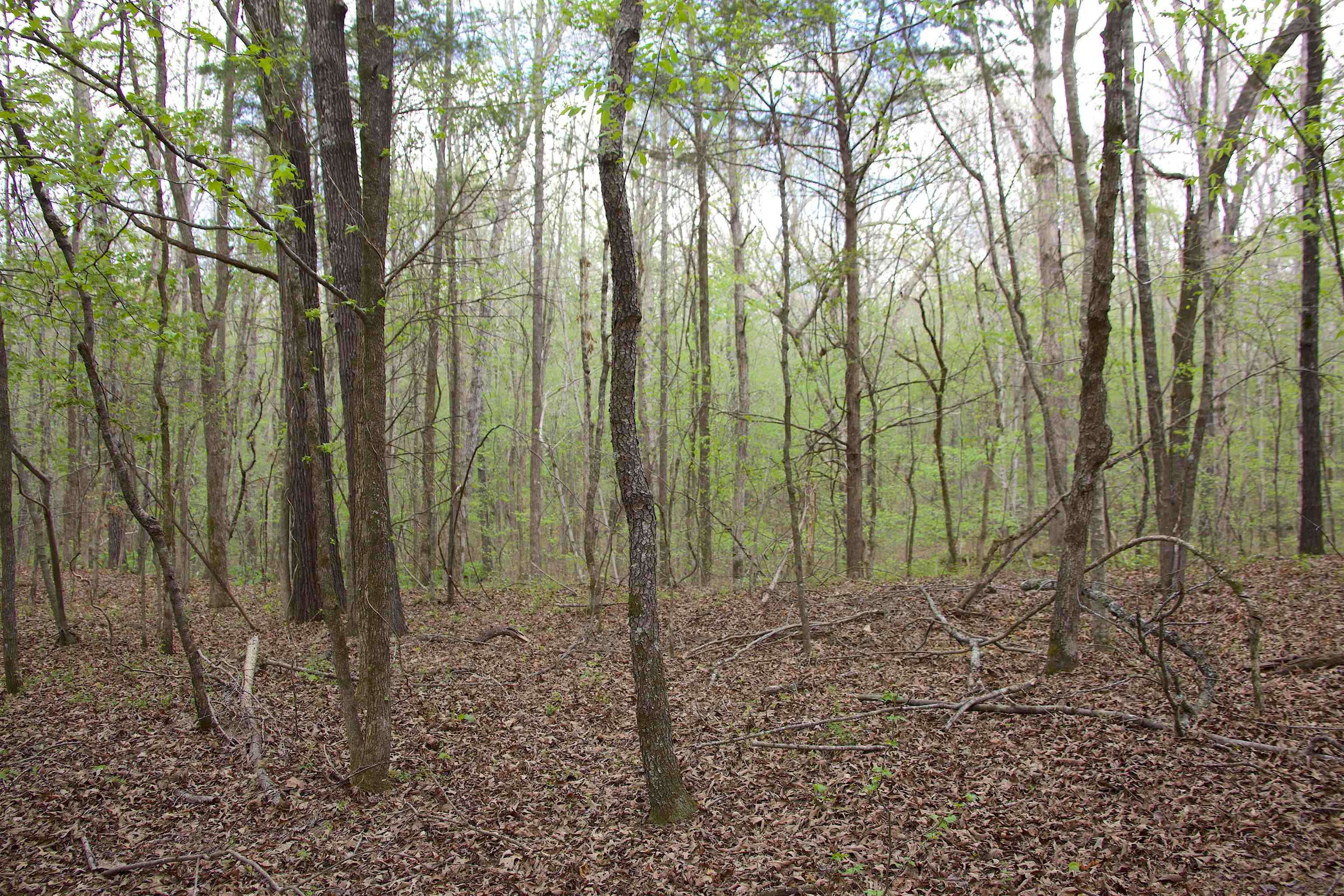 2787 Bryan Road Michigan City, MS 38647 - Photo 15 of 19 a view of forest