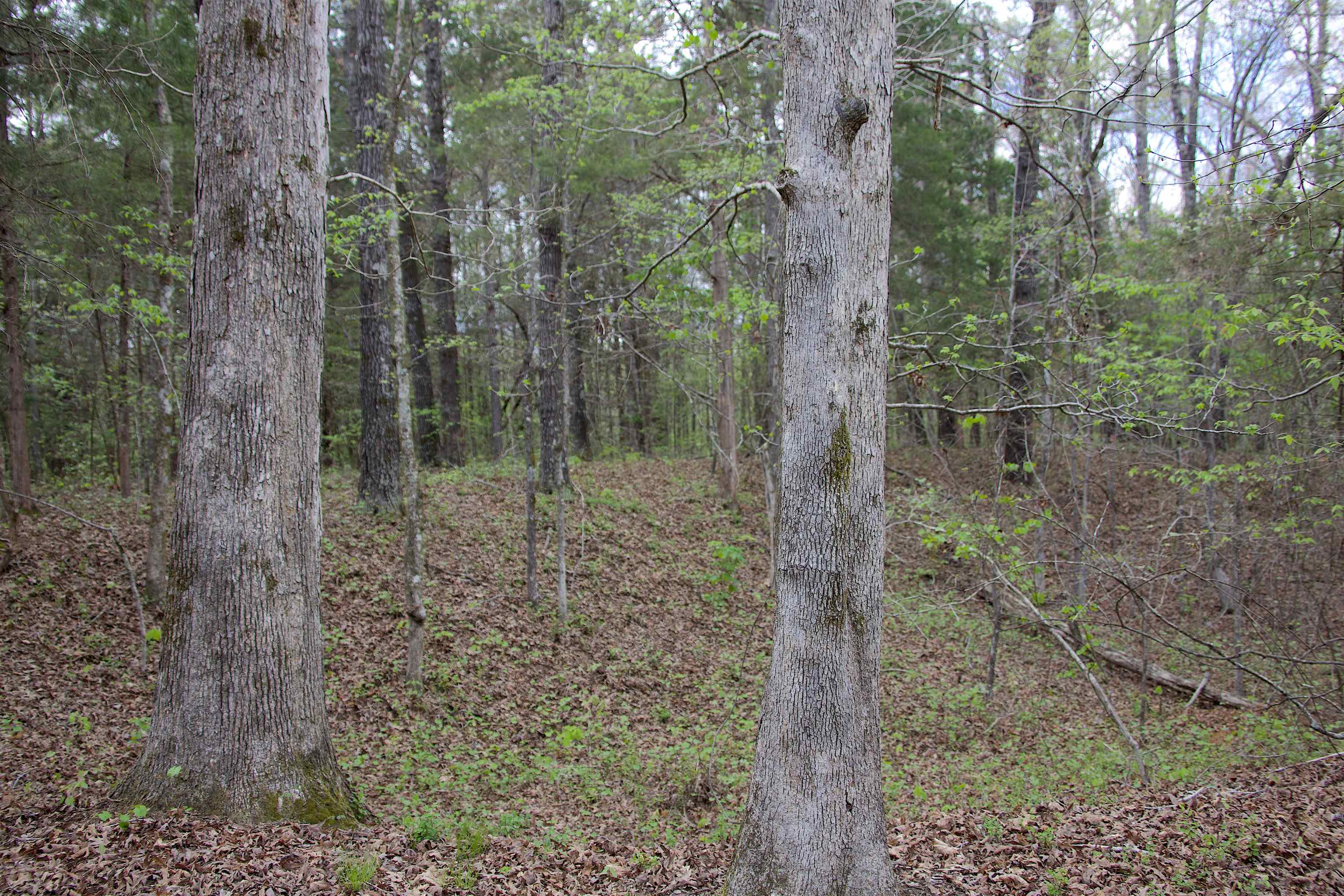 2787 Bryan Road Michigan City, MS 38647 - Photo 17 of 19 a view of forest