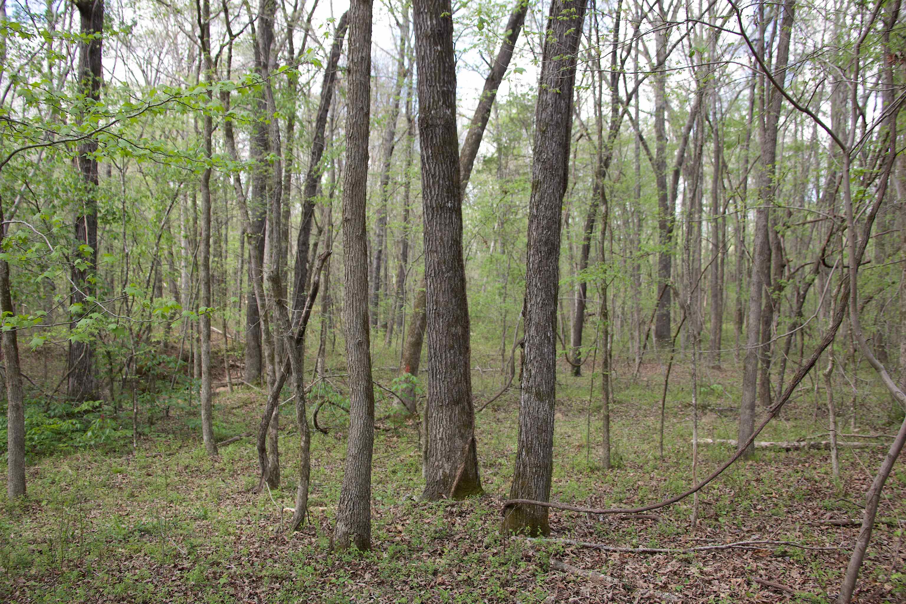 2787 Bryan Road Michigan City, MS 38647 - Photo 3 of 19 a view of outdoor space and garden