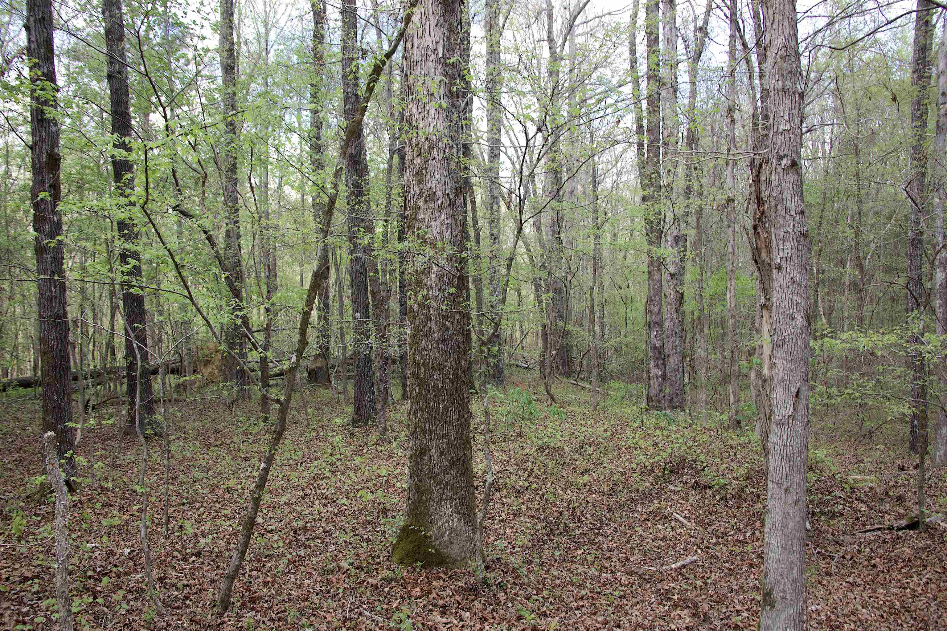 2787 Bryan Road Michigan City, MS 38647 - Photo 7 of 19 a view of a forest that has large trees