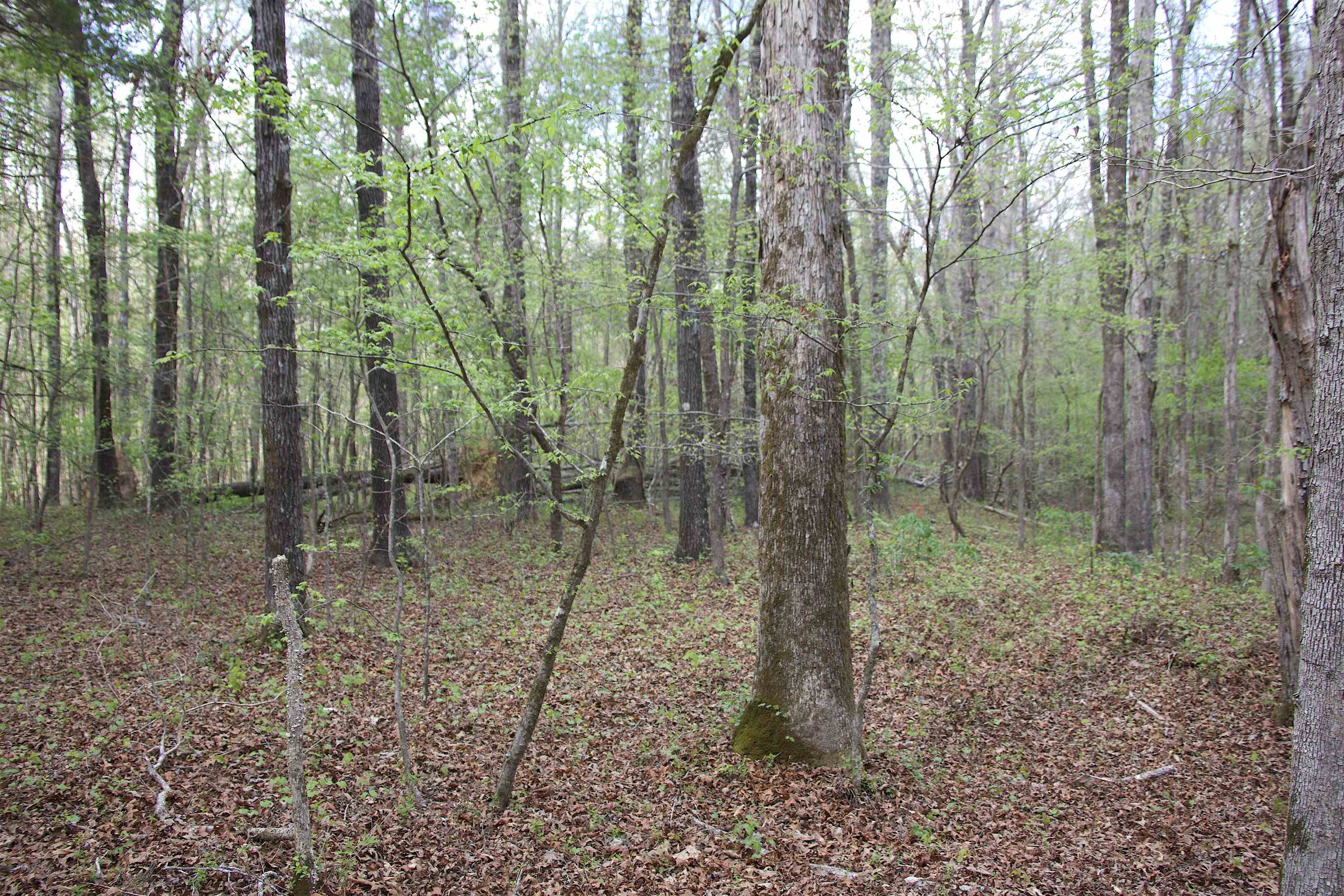 2787 Bryan Road Michigan City, MS 38647 - Photo 9 of 19 a view of a forest that has large trees