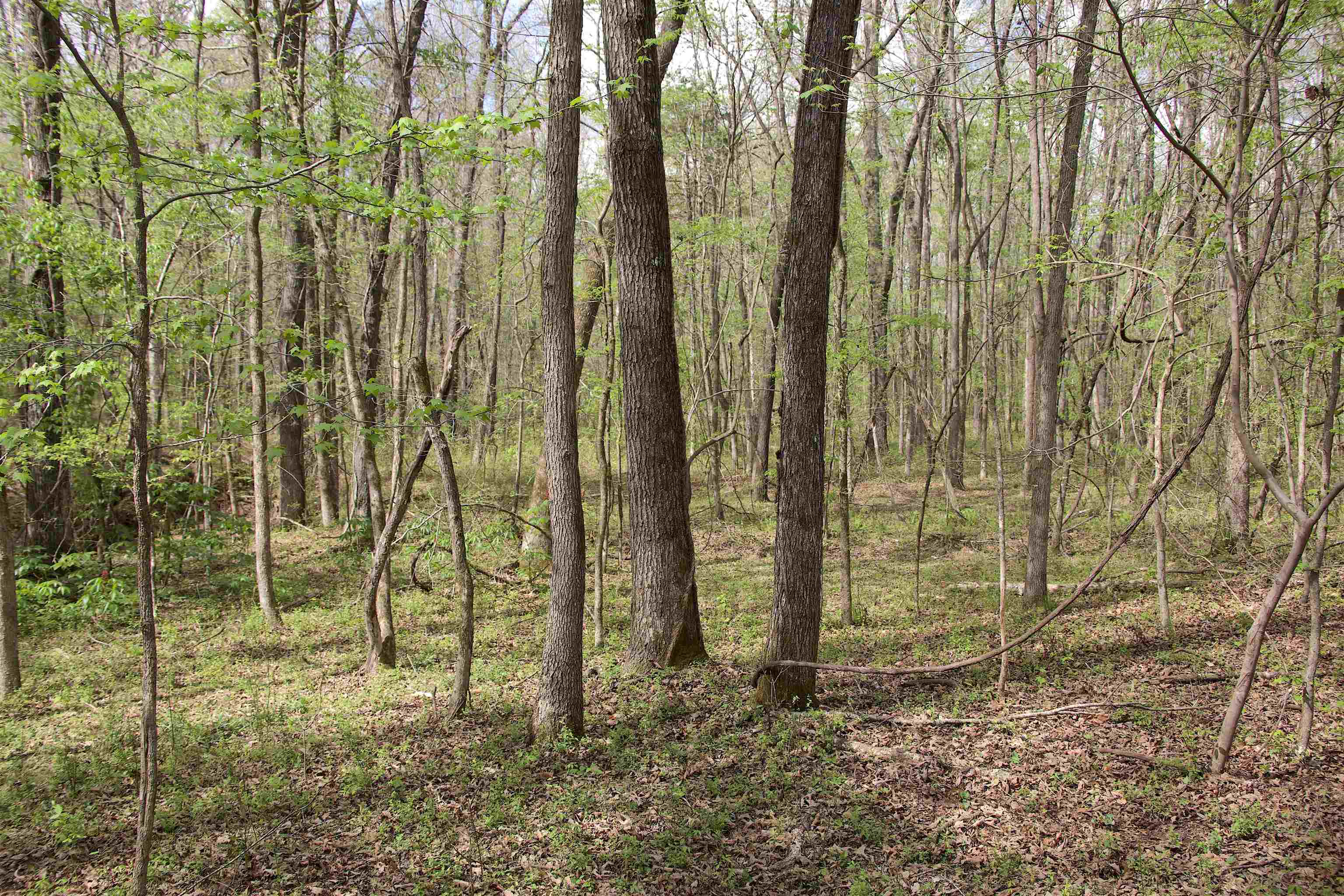 2787 Bryan Road Michigan City, MS 38647 - Photo 10 of 19 a backyard of a house with lots of tall trees