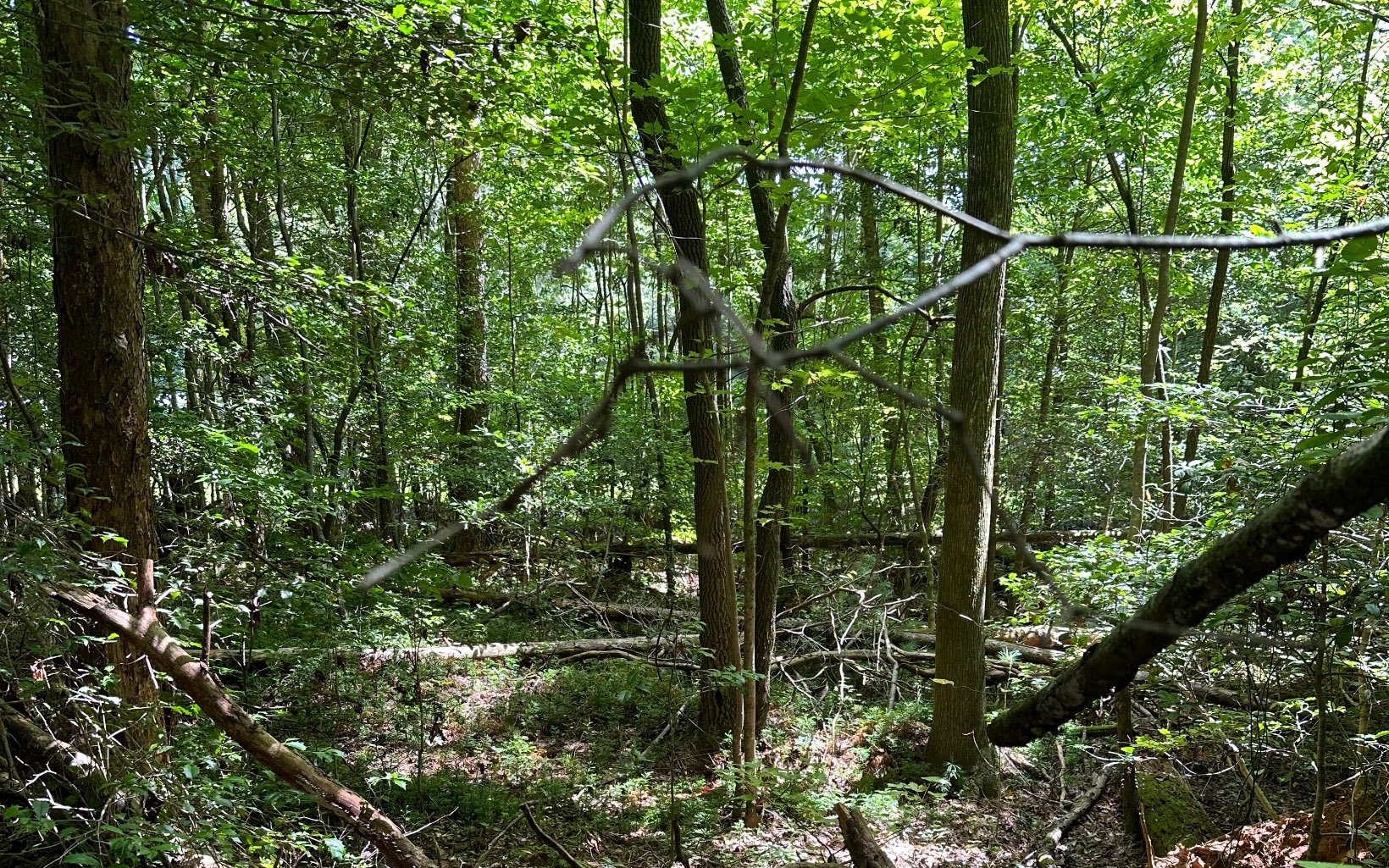 3.8 Big Creek Road Ellijay, GA 30536 - Photo 15 of 16 Additional View