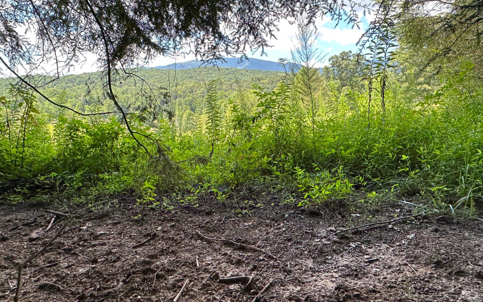 3.8 Big Creek Road Ellijay, GA 30536 - Photo 7 of 16 Additional View
