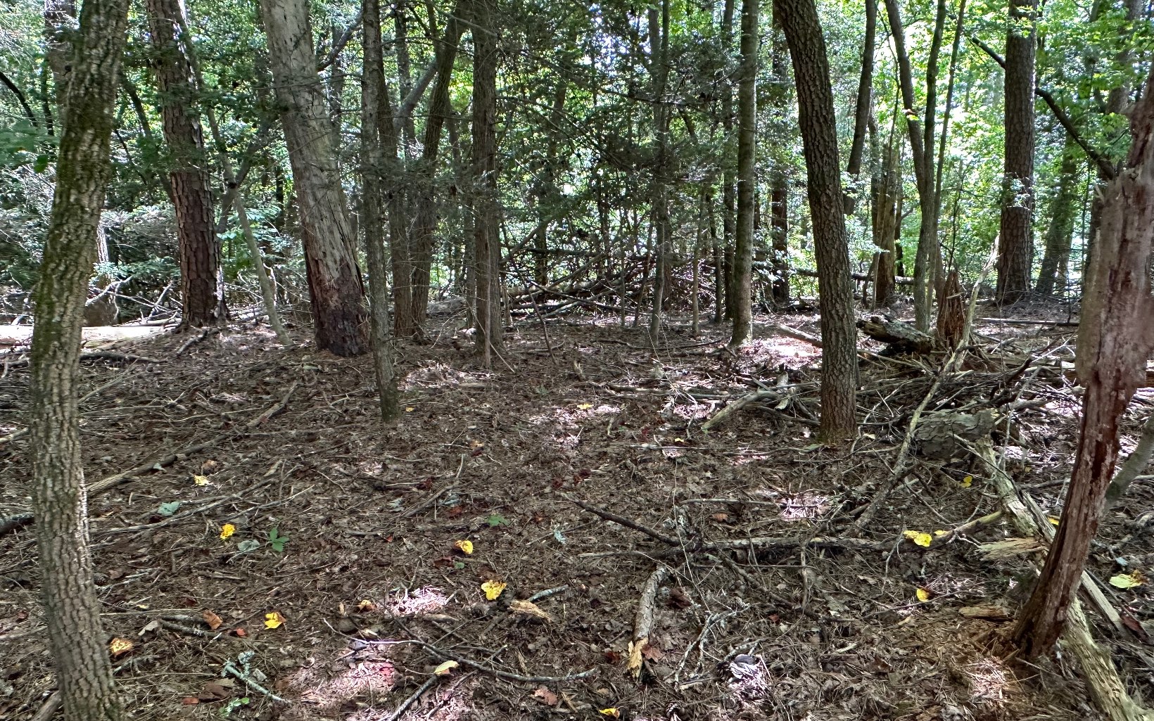 3.8 Big Creek Road Ellijay, GA 30536 - Photo 8 of 16 Additional View