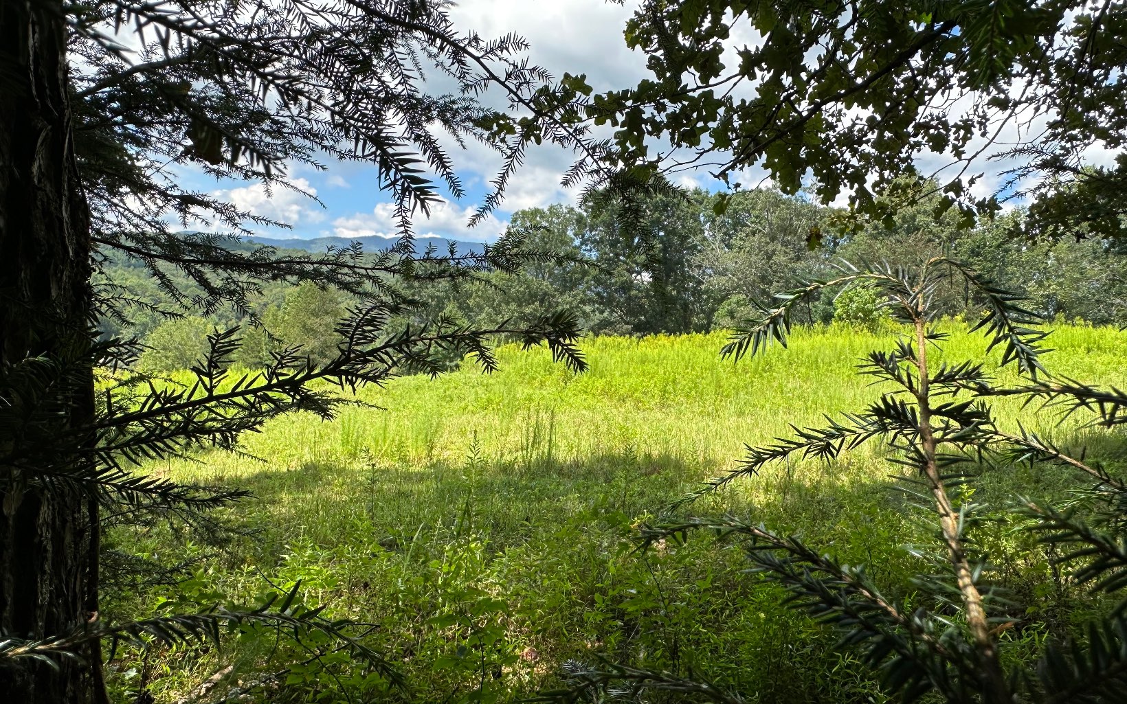 3.8 Big Creek Road Ellijay, GA 30536 - Photo 9 of 16 Additional View