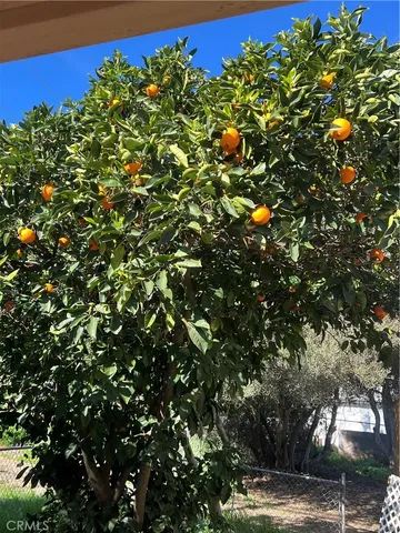 a view of a tree with a tree
