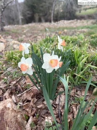 a view of a flower in a garden