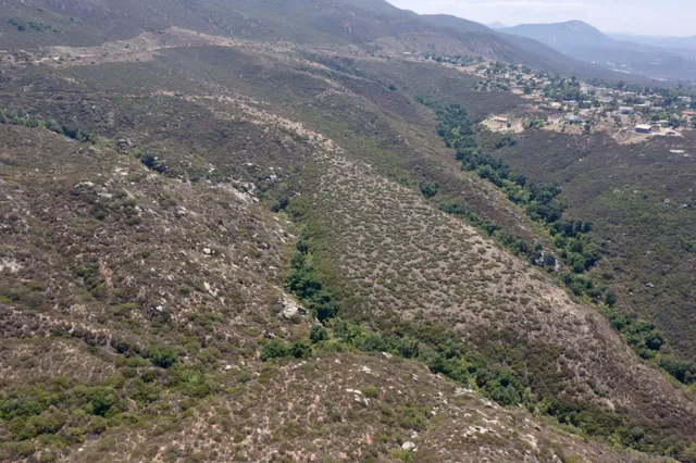 a view of a forest with a tree