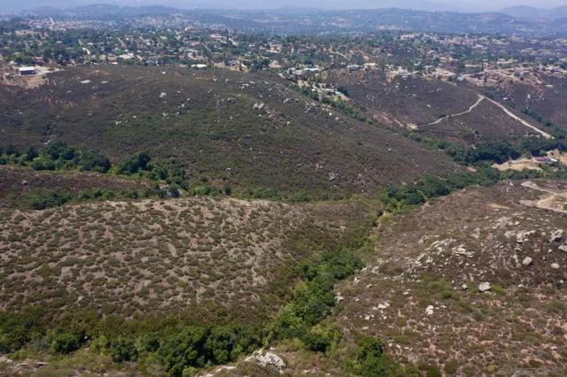 a view of a yard with plants and tree