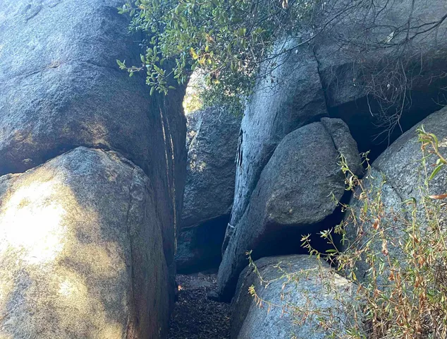 a view of a dry yard with trees and plants