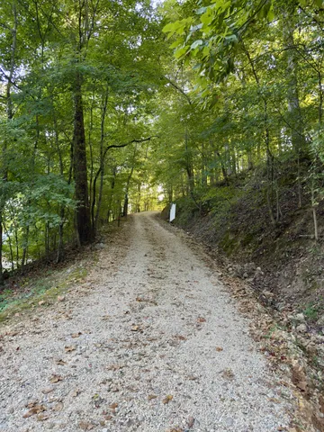 a view of a yard with plants and trees