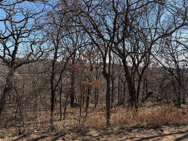 a view of a forest