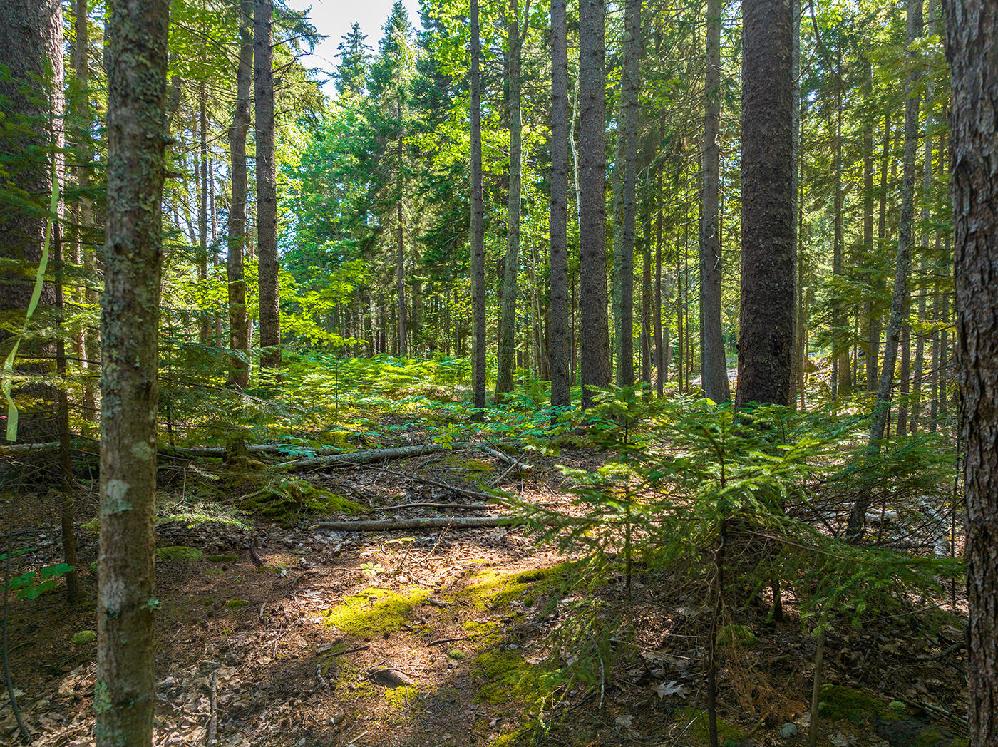 0 Beloin Road Camden, ME 04843 - Photo 10 of 16 DJI_0249