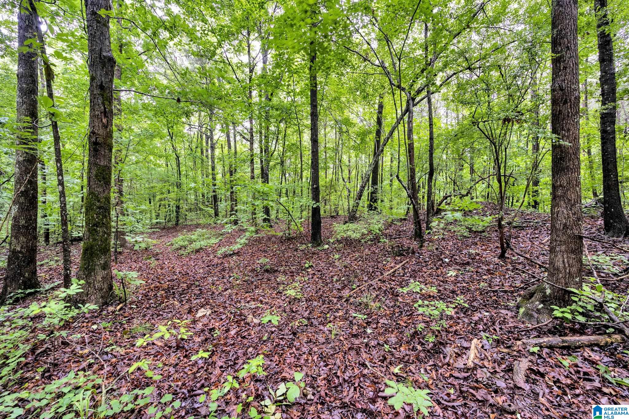 530 Mt Road Blountsville, AL 35031 - Photo 3 of 18