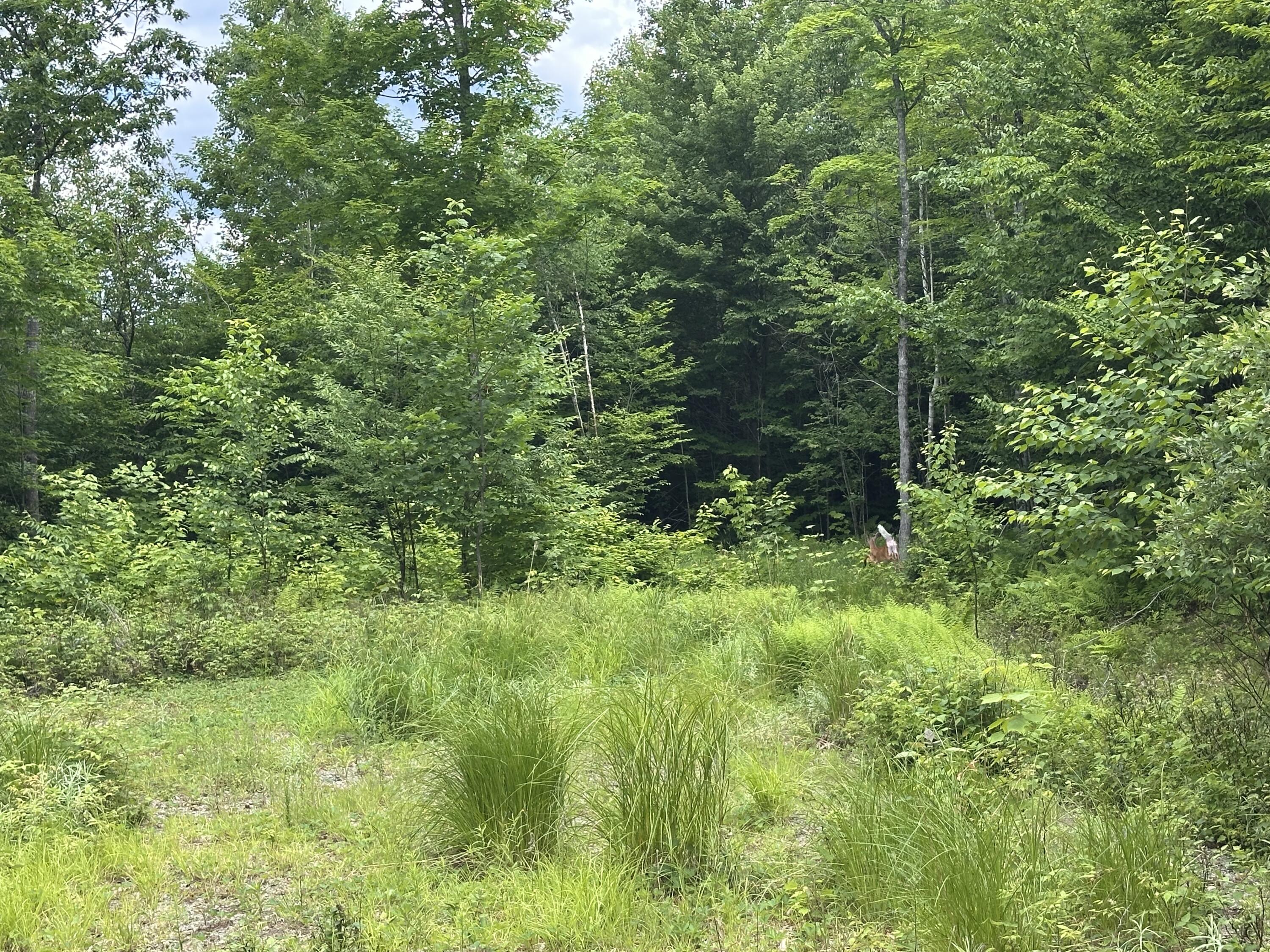 2 Lower Vose Road Kingfield, ME 04947 - Photo 10 of 17 IMG_4355