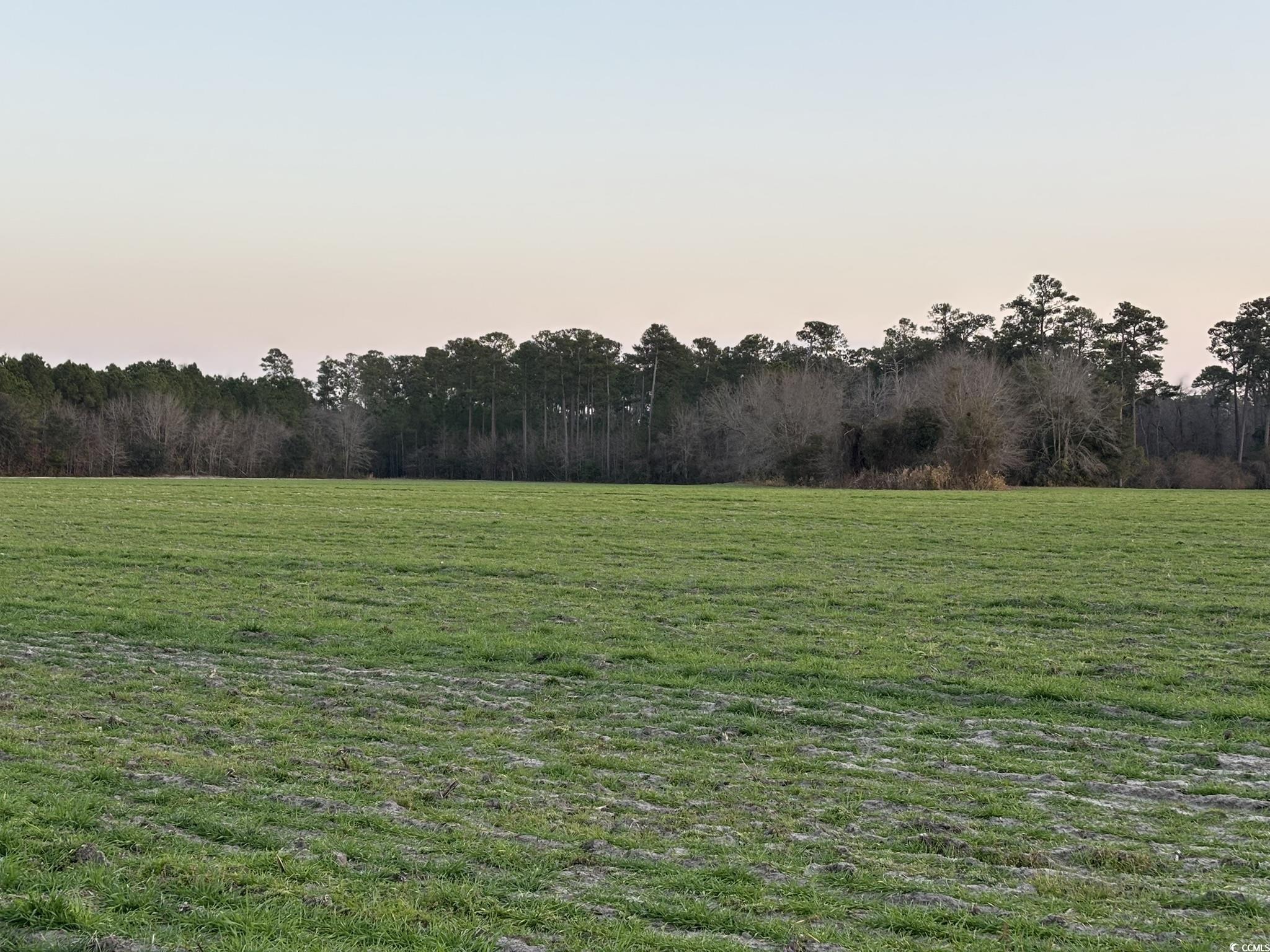 300 Clio Road Loris, SC 29569 - Photo 3 of 10 View of nature at dusk
