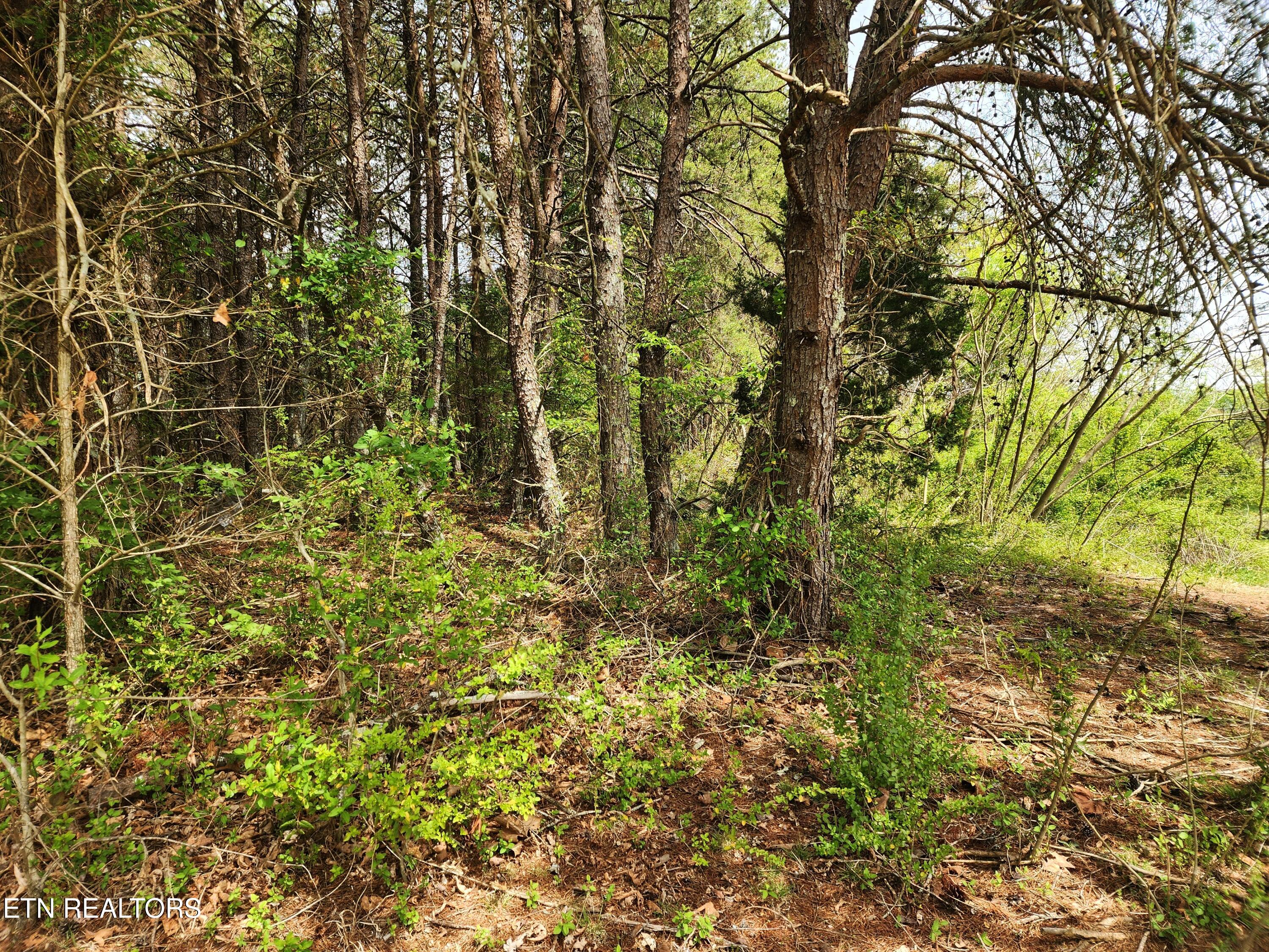 942 Honeysuckle Road Maryville, TN 37801 - Photo 13 of 29 20260408_130117